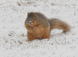 Fox squirrel on Knox College campus