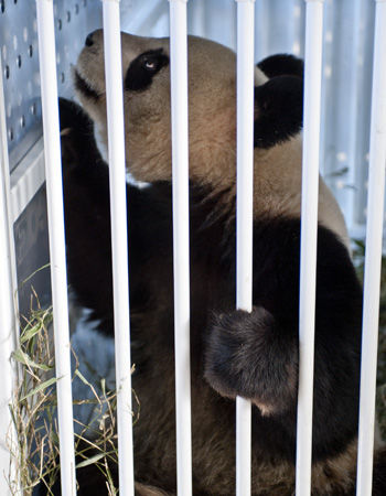 Mike Godsil's photo of panda arrival and welcome in France
