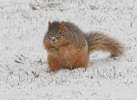 Squirrel in the snow on the Knox College campus.
