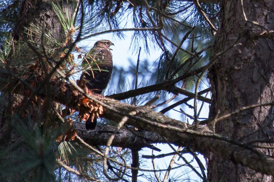 Cooper's Hawk in a tree at Knox College.