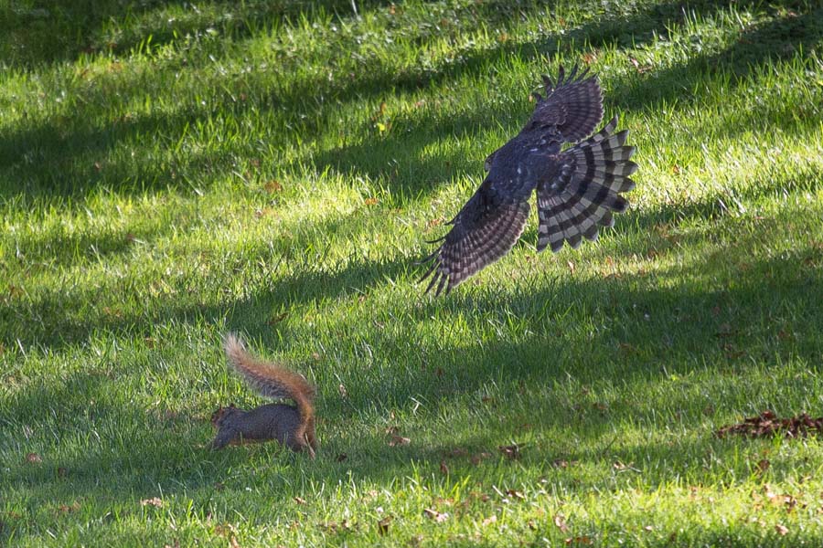 Hawk chasing squirrel at Knox College