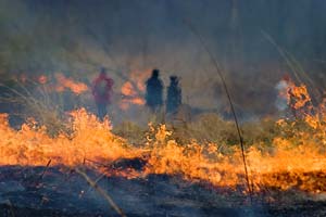 Green Oaks - Prairie Burn