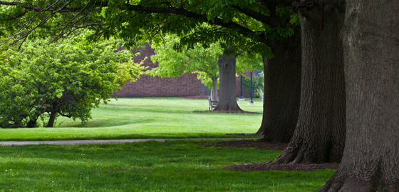 Campus trees