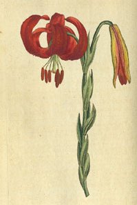 Image from Curtis's Botanical Magazine