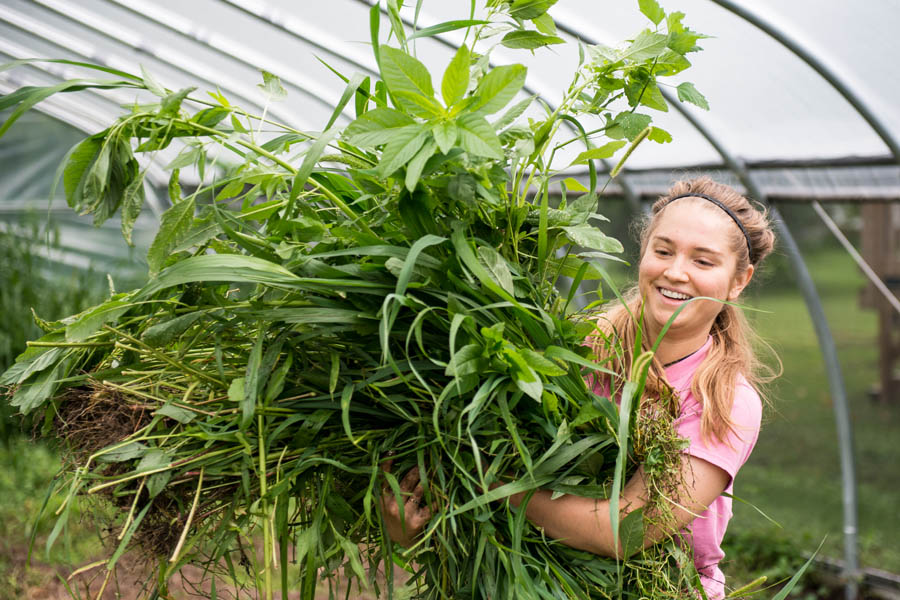 A Knox College student working in the high tunnel on the campus farm during the growing season.