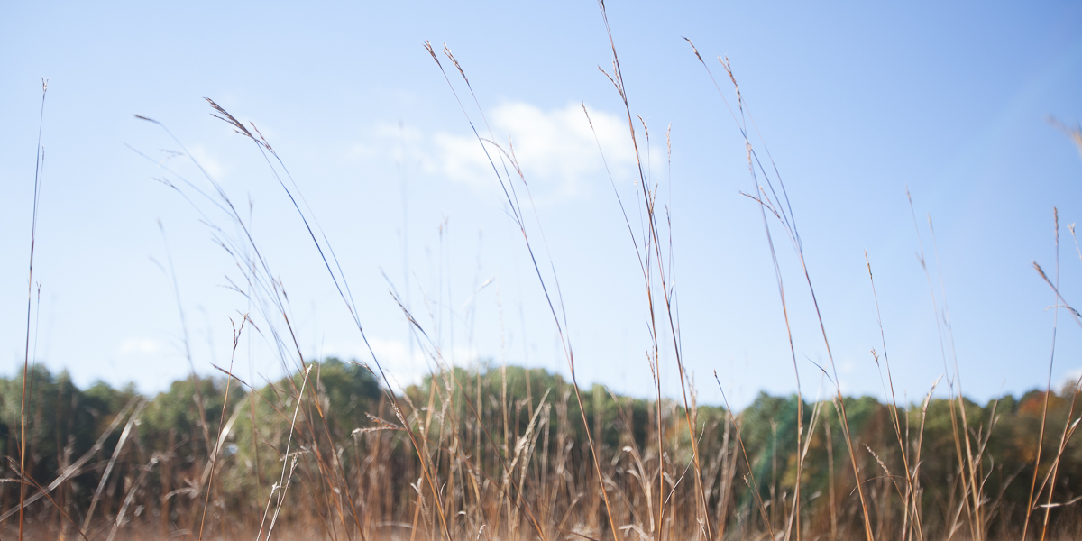 Prairie grass stands tall at the Green Oaks Biological Field Station. 