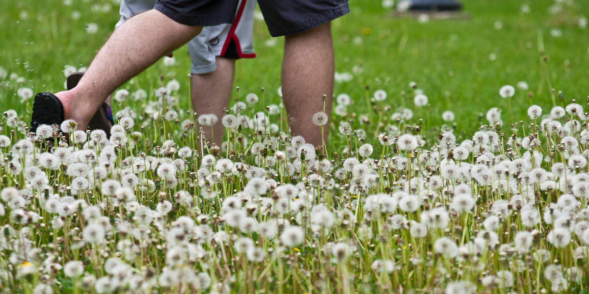 Students walk through a field of dandelions on campus. 