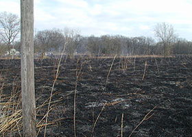 Burned field at Green Oaks prairie