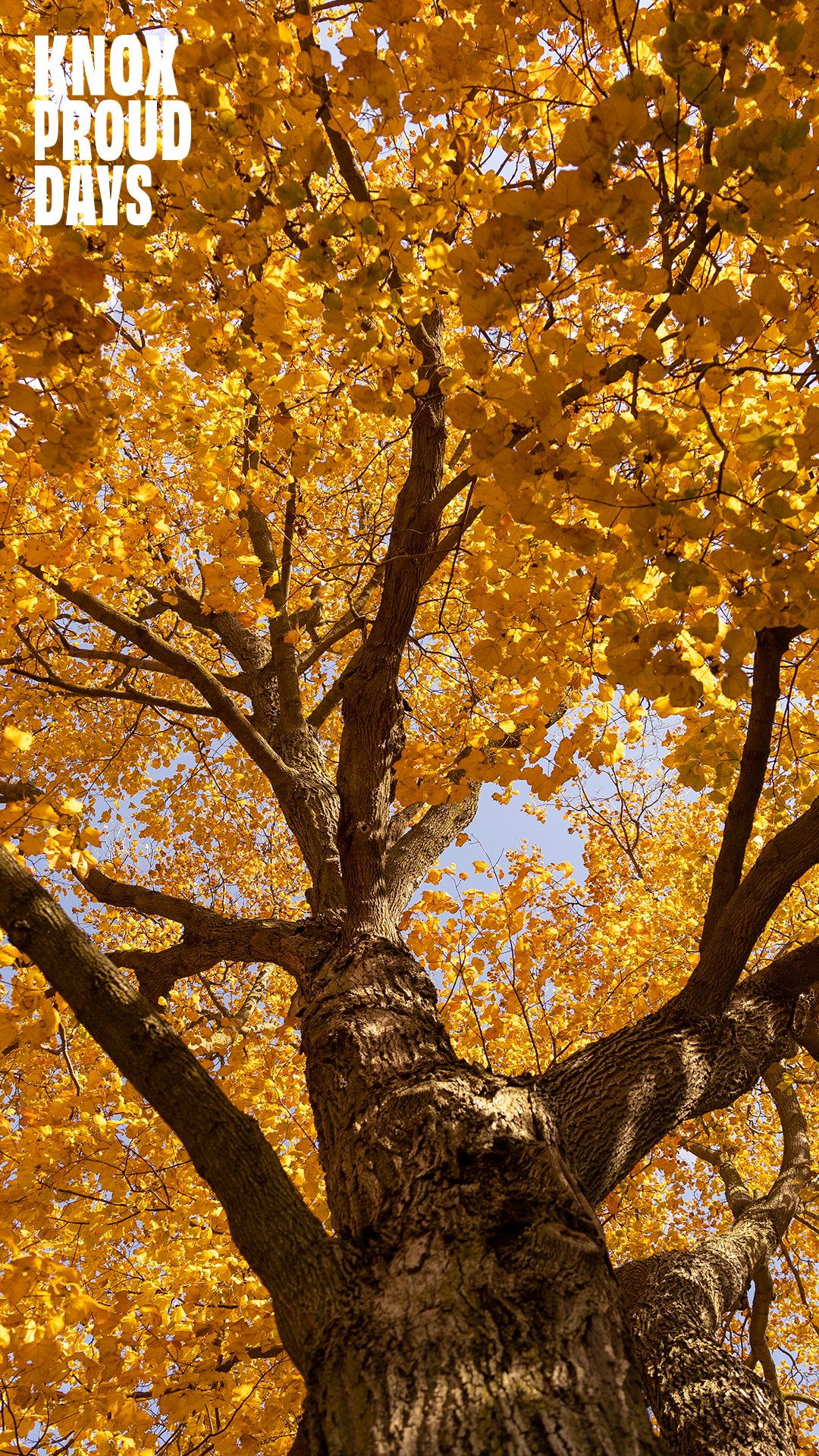 Looking up the trunk of a tree where the trees branches and autumn color leaves are visible. In the top left corner reads Knox Proud Days.