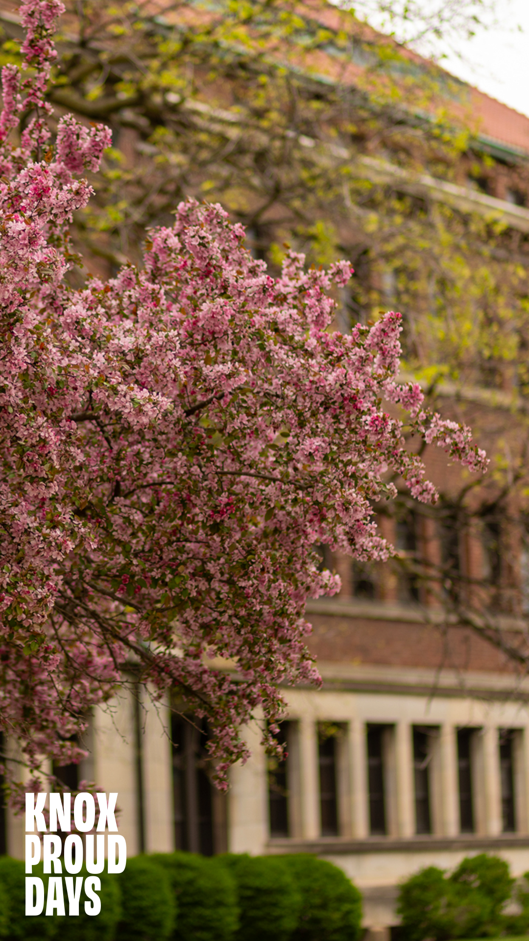 A tree full of purple flowers is seen in the foreground while a brick building can be seen behind it. Knox Proud Days is on the bottom left.