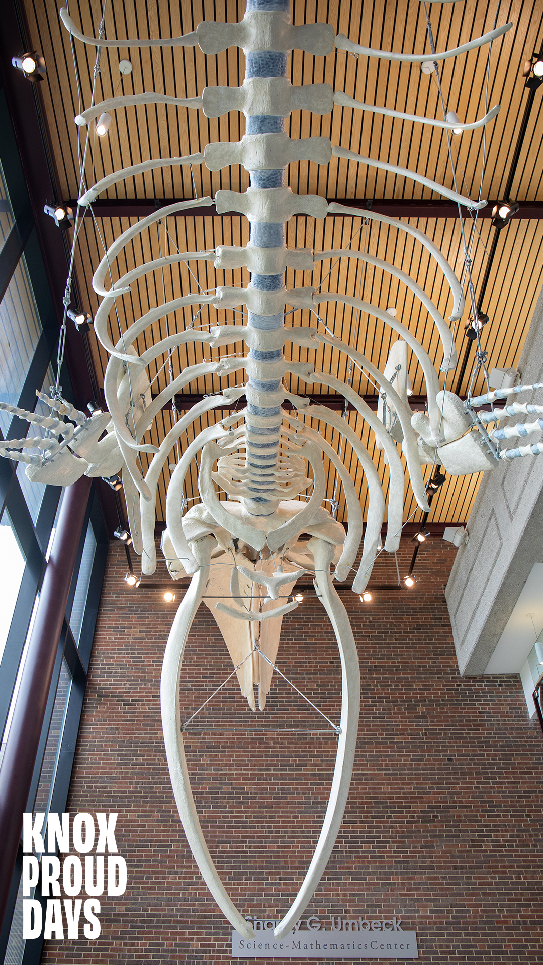 Looking up at the skeleton of a whale hanging above. Knox Proud Days is in the bottom left corner.