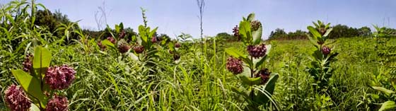 Green Oaks Prairie