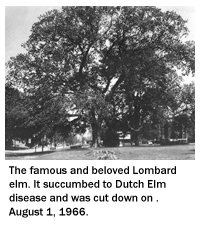 The beloved Lombard elm.