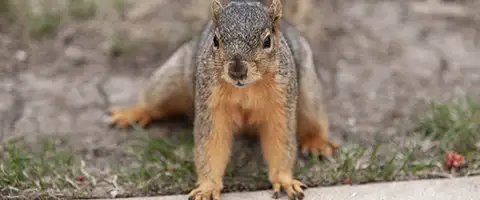 A squirrel sits on the ground.