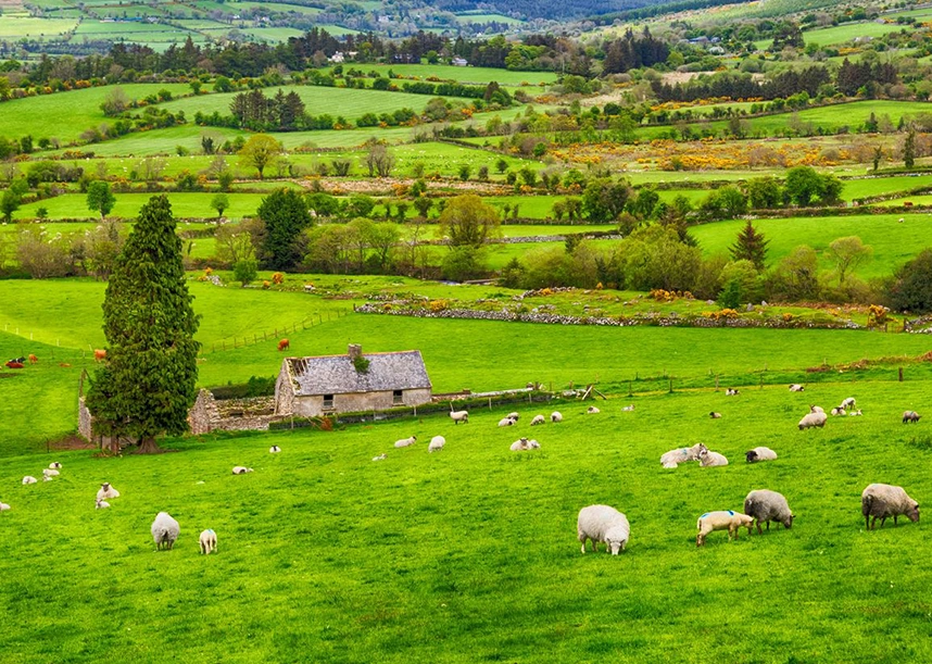 Scenic landscape of Ireland. Sheep can be seen roaming a field. 
