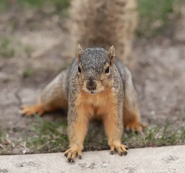 A squirrel sits on the ground.