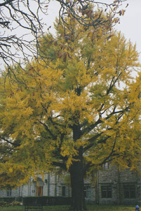 The gingko tree in 2003