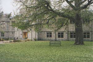 The gingko tree in 2006