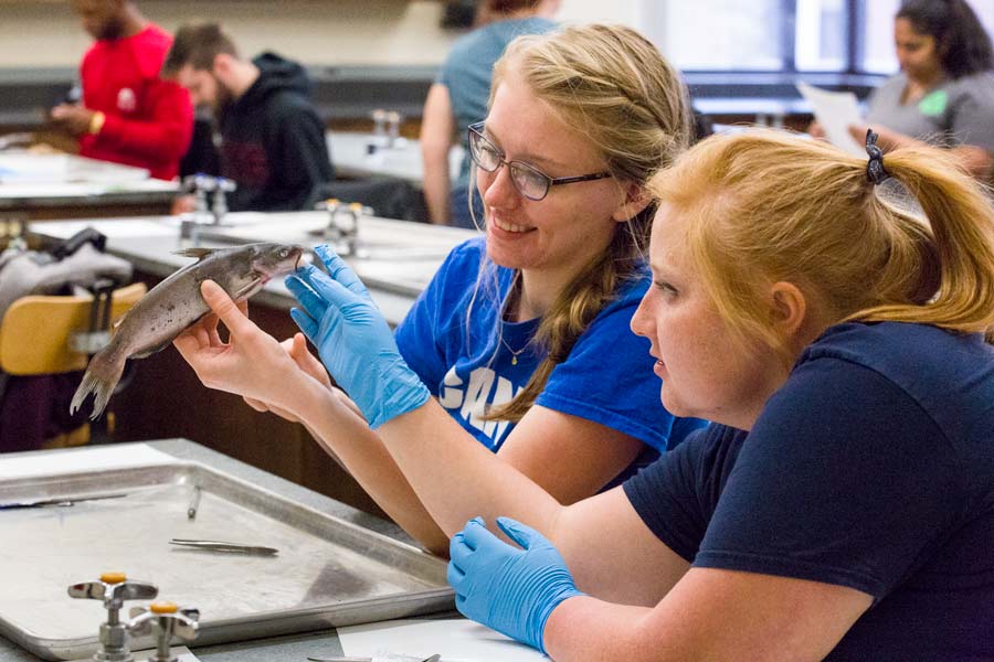 McNair Scholar Natalie Haddad '19 (right) dissecting specimens in a lab session. Haddad is considering a career in animal sciences. 