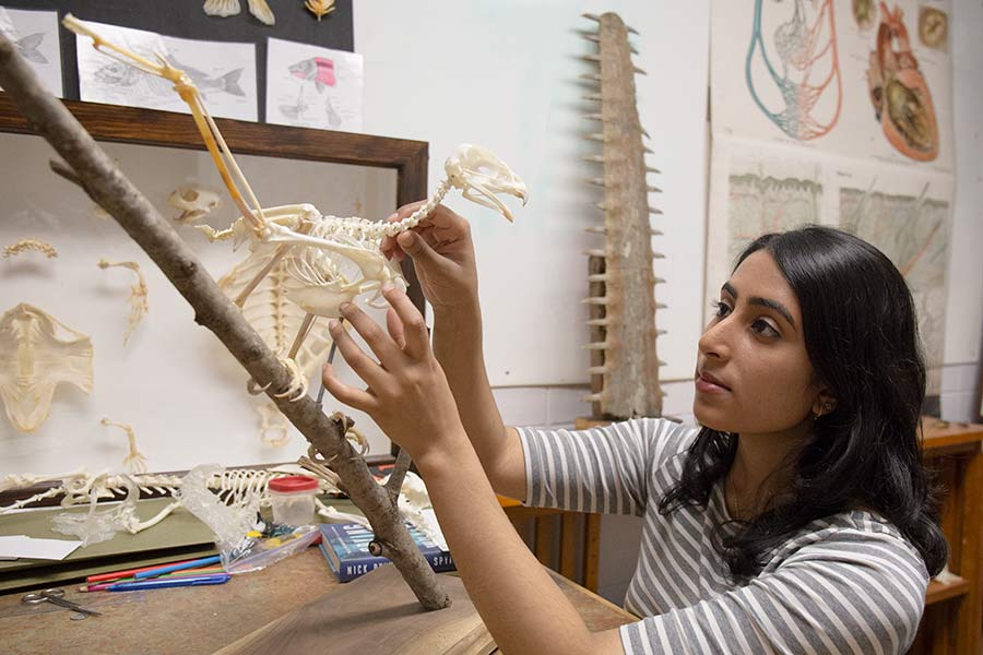 Jini John ’19 makes some adjustments to the red-tailed hawk she and her team articulated for the class Comparative Vertebrate Anatomy.
