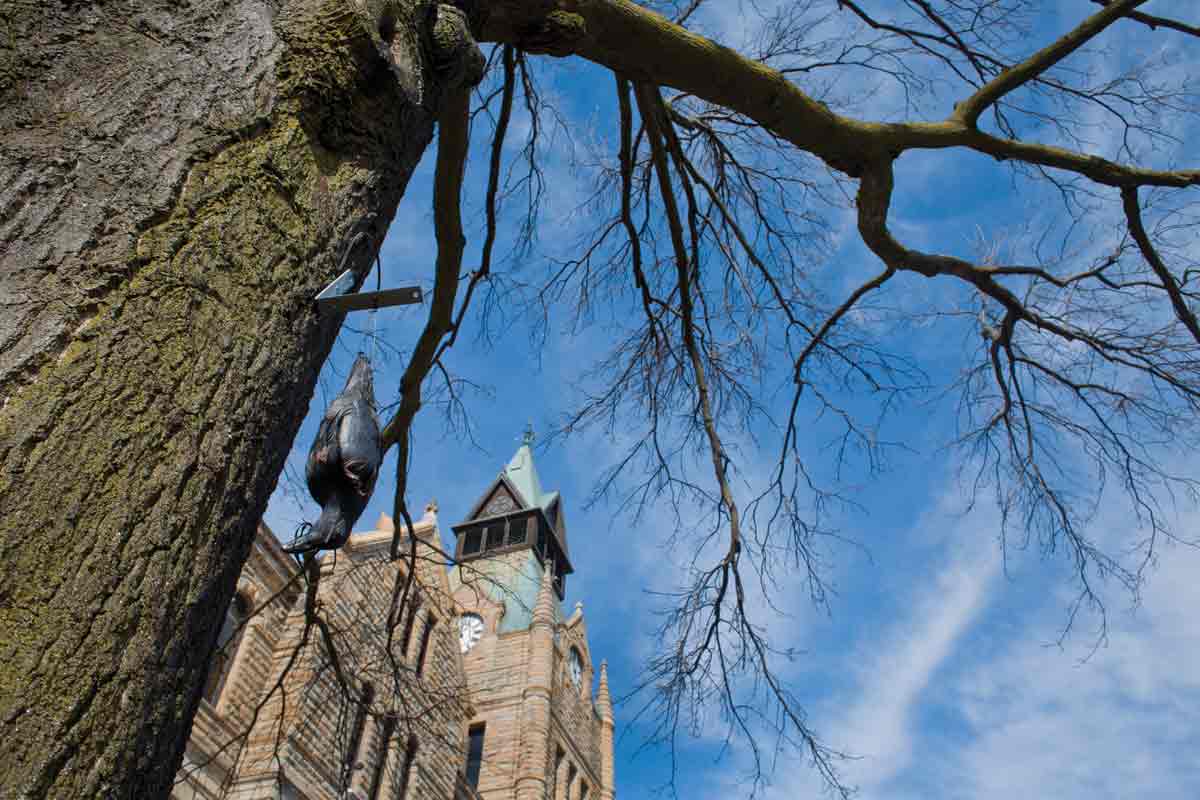 Honors research leads to deterred presence of crows