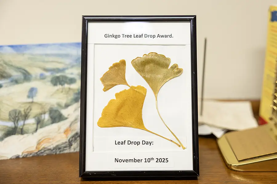 Framed Gingko tree leaves.