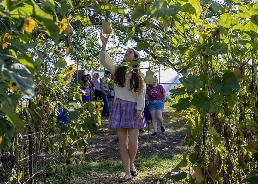 In an arch of greenery and sunflowers, a student reaches up to touch a squash. Several students are visible behind her. 