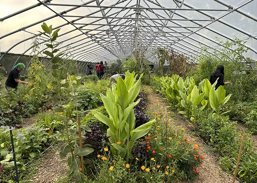 Students work in the tunnels at Knox Farm among rows of plants.