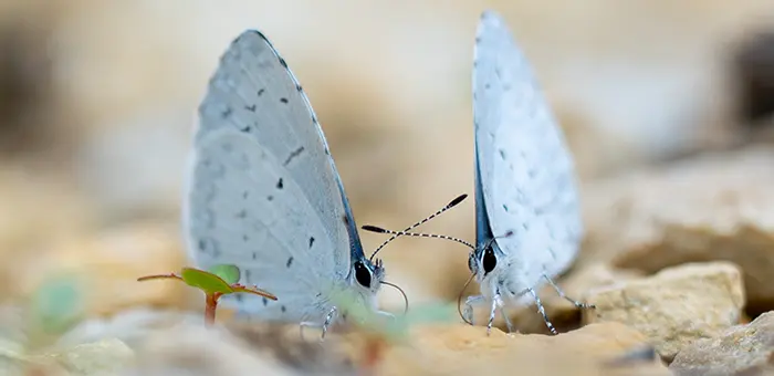 Two butterflies sit on rocks at Knox College's Green Oaks prairie campus.