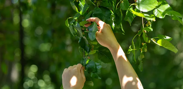 A student reaches up to examine a leaf at Green Oaks, Knox's prairie campus.