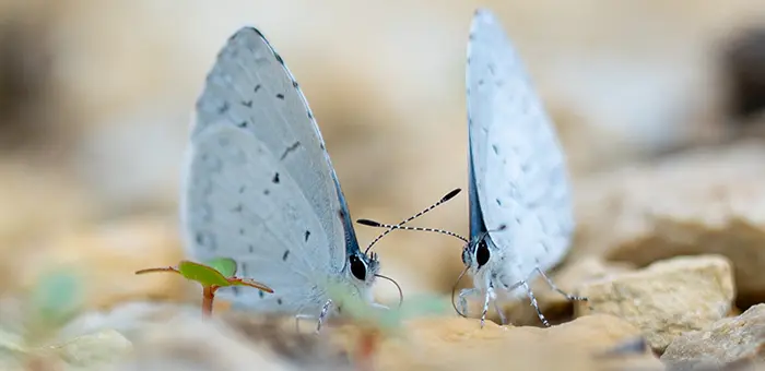 Two small, white butterflies land on rocks at Green Oaks.
