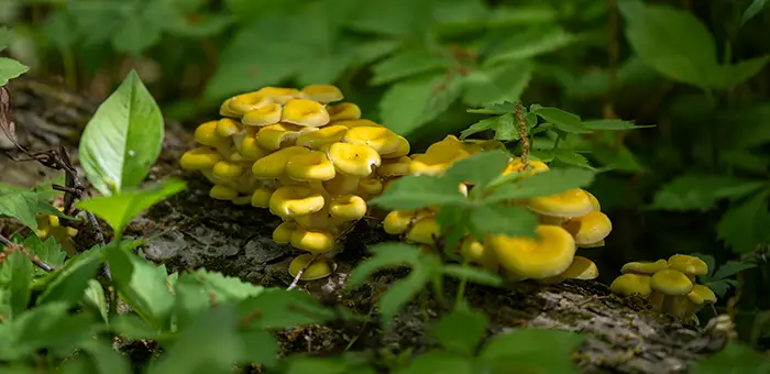 A close-up photo of yellow fungi on a log at Green Oaks.