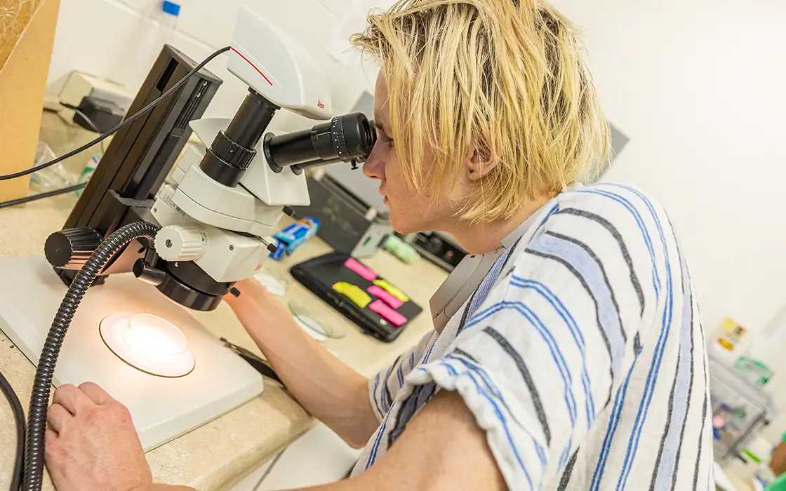 A student looks at a petrie dish through a microscope.