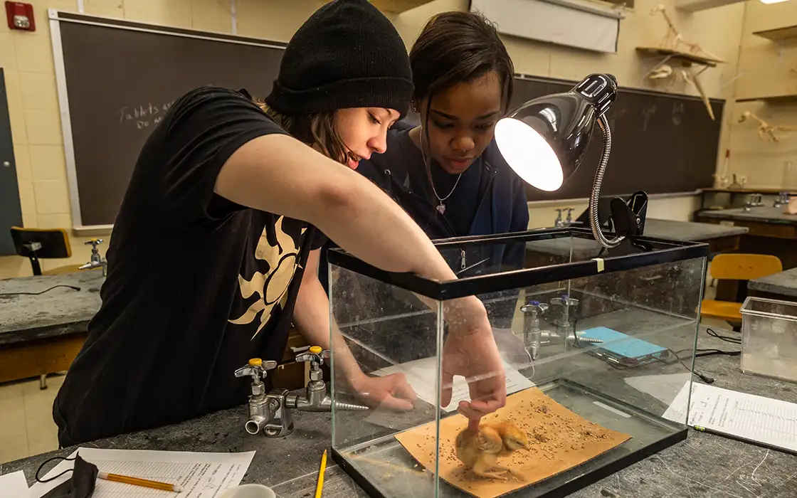 Lab partners observe a baby chick as they offer it food.