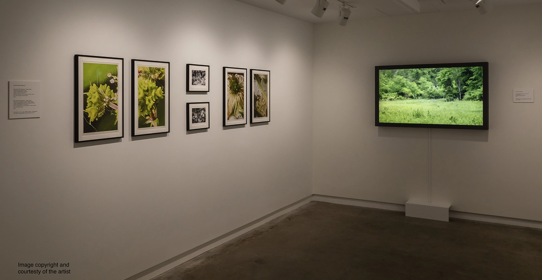 On white walls, images of nature are hung. Text on the image says Image copyright and courtesy of the artist. 