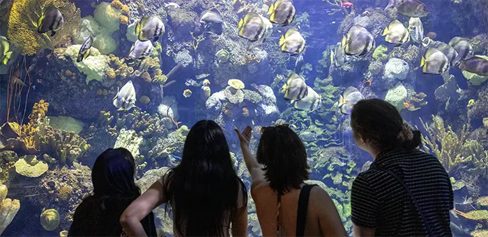 Four students stand at a large tank in an aquarium looking at fish.