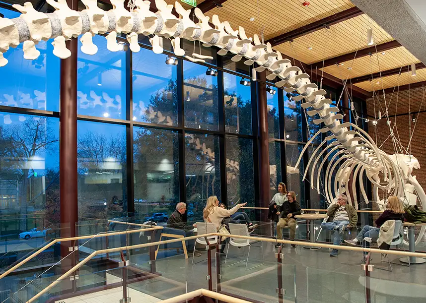 A group of people sit underneath the skeleton of a whale.