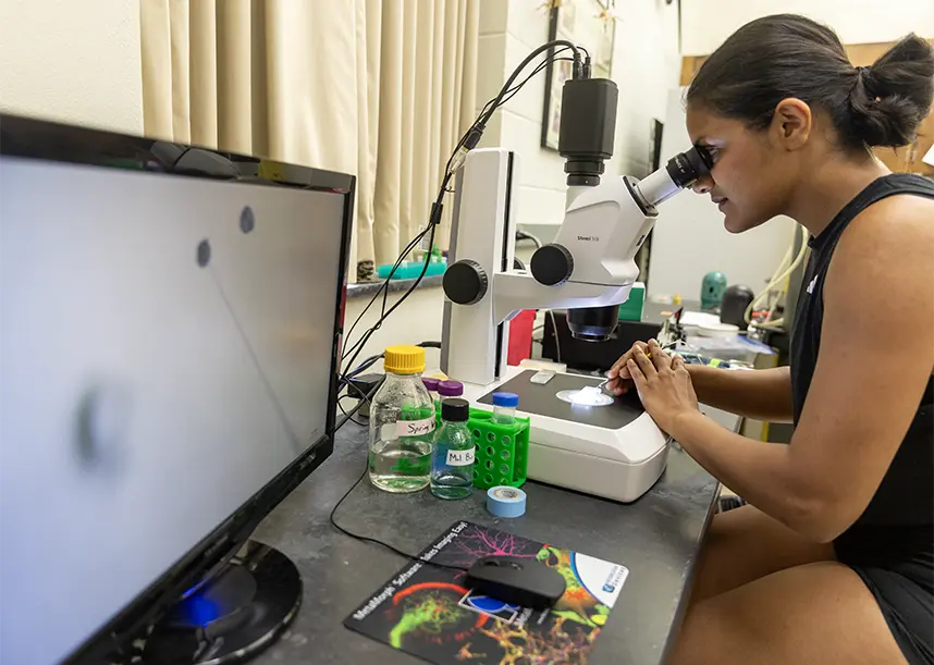 A student looks into a microscope.