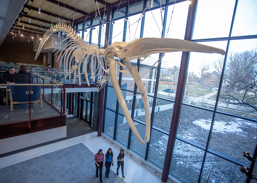 A whale skeleton is suspended from the ceiling. Students walk below it. Campus is visible through the windows behind the whale.