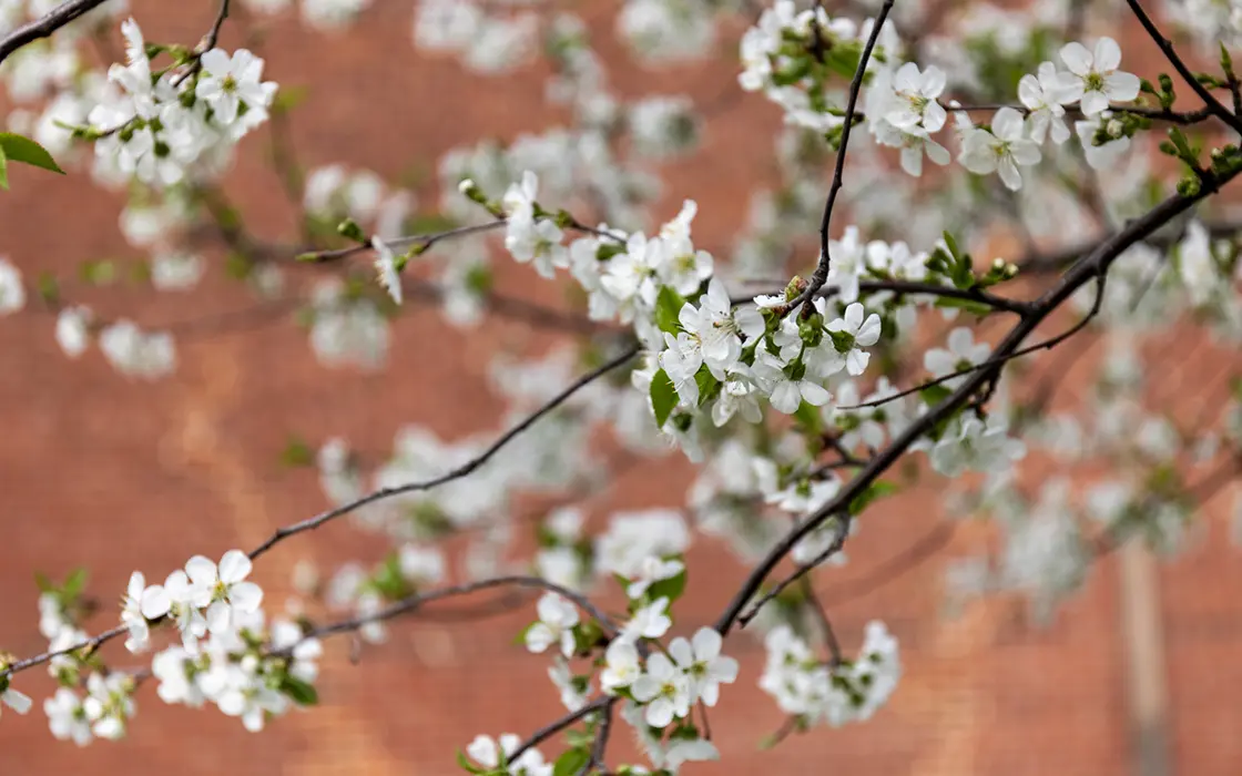 Close up photo of blossoms on a tree on Knox's campus. 