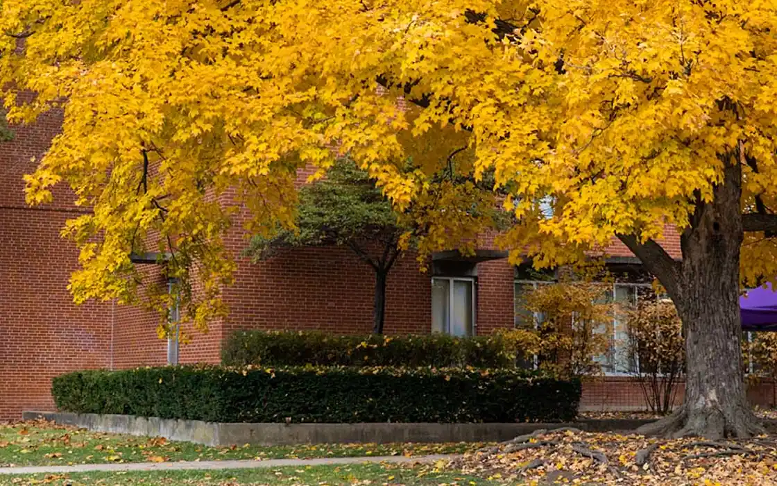 The exterior of Health and Counseling Services is pictured. The entrance is canopied by a tree with beautiful autumn, bright yellow leaves.. 