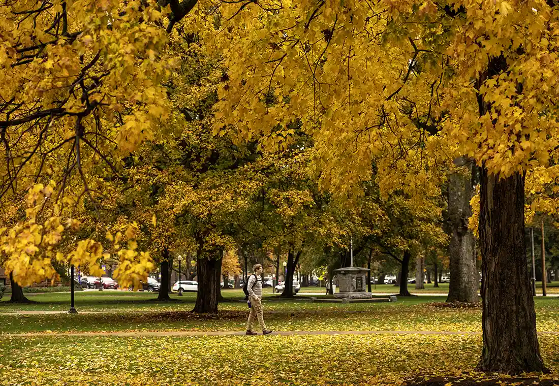 A student walks across campus on a fall day through a grove of trees with yellow leaves. 