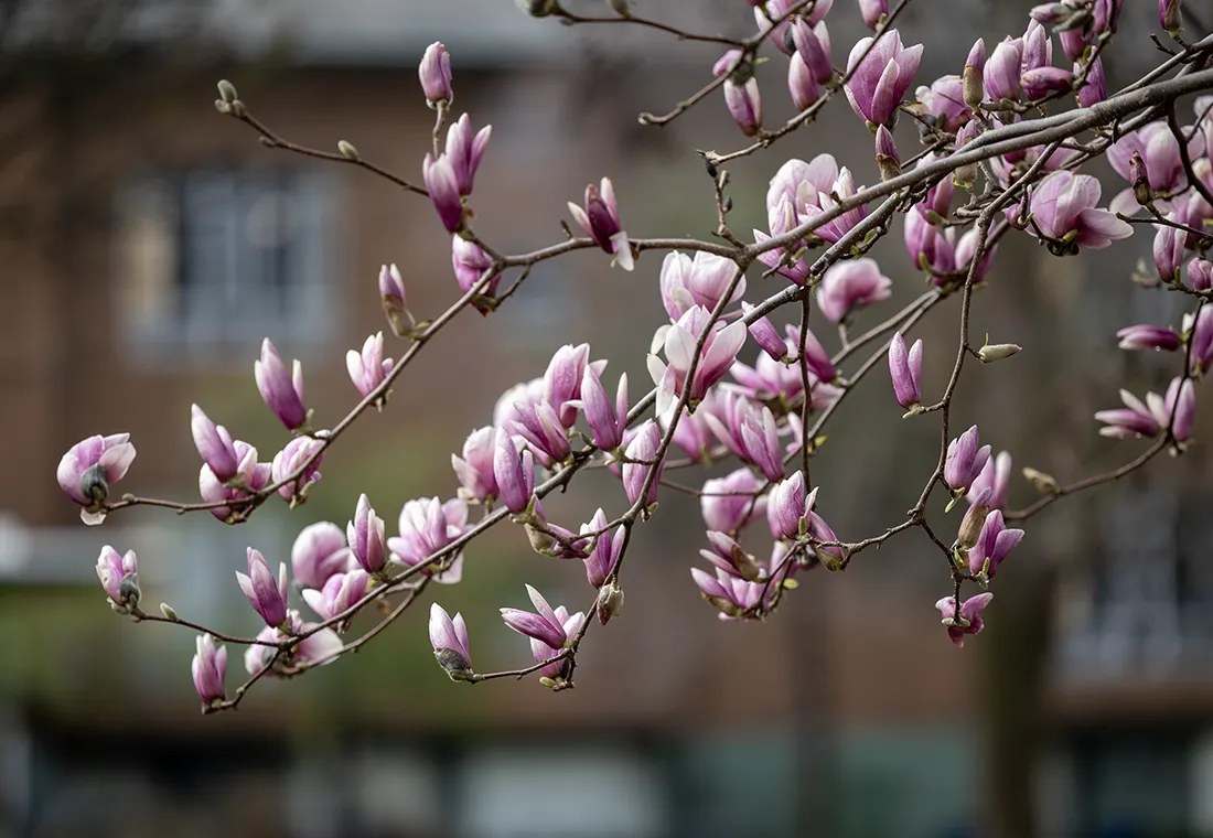Pink Spring blossoms on a tree branches with a brick building in the background.