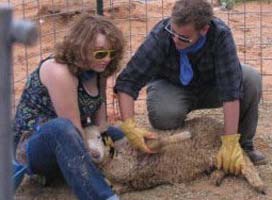 Getting a sheep ready for vaccination Getting a sheep ready for vaccination