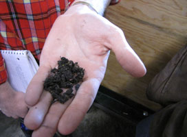 Worm in soil