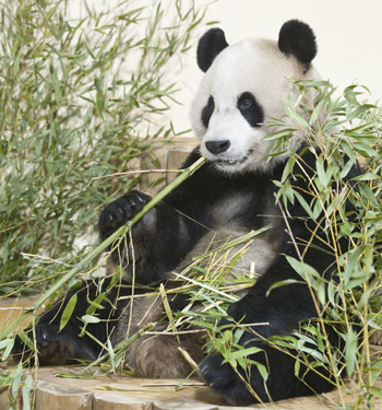 Mike Godsil's photo of male panda in zoo