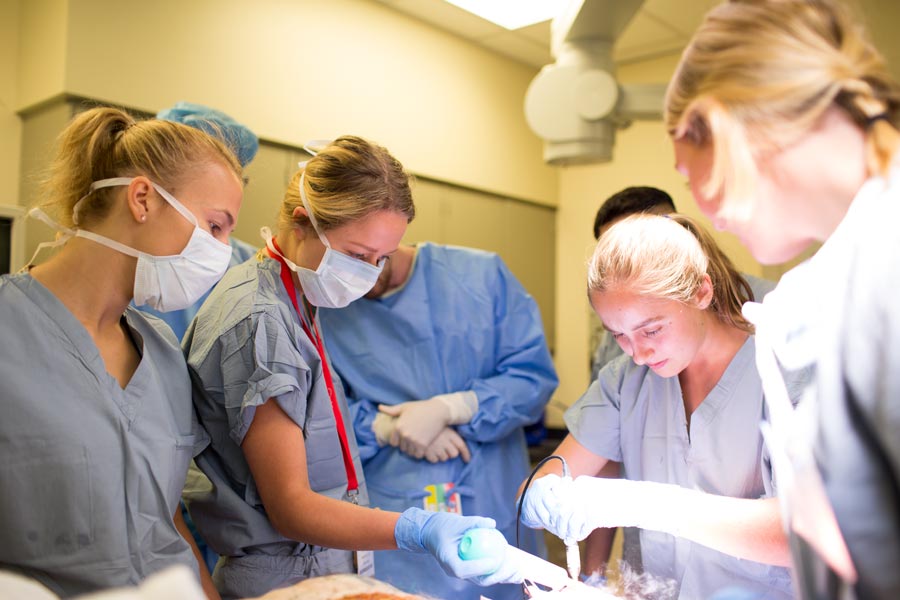Knox students take a pre-med immersion course to learn about medical school experiences