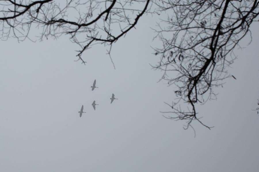 Geese flying near the lake at Green Oaks