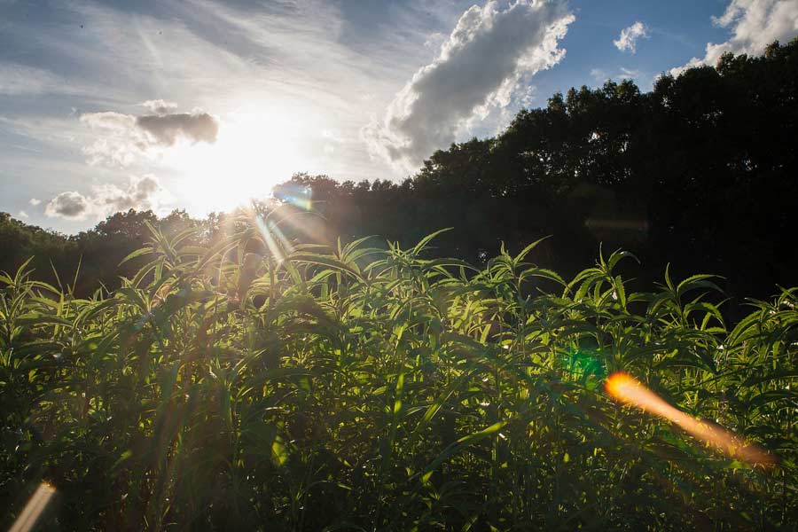 Students build a community as they live and take classes at Knox College's Green Oaks biological field station.