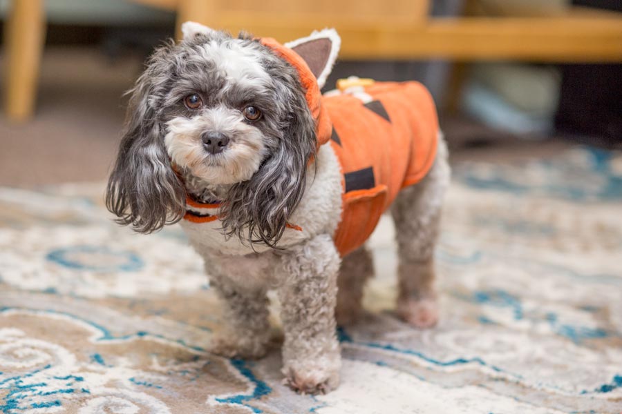 Olive Yu is a certified therapy dog at Knox Counseling Services